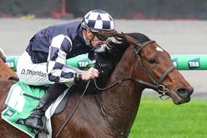 O'BRIEN PLOTS 1000 GUINEAS PATH